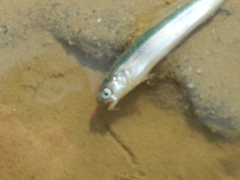 Enchelyopus cimbrius