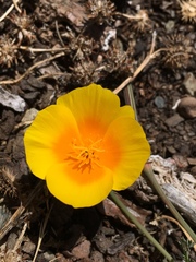 Eschscholzia californica maritima