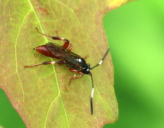 Cratichneumon paratus