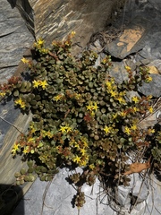 Sedum nokoense