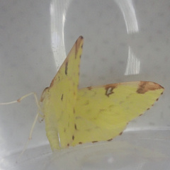 Opisthograptis luteolata