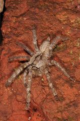 Poecilotheria