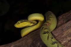 Craspedocephalus gramineus