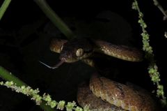 Boiga beddomei
