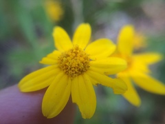 Eriophyllinae