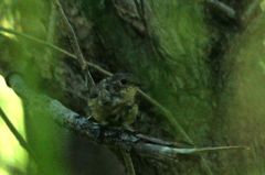 Ficedula mugimaki