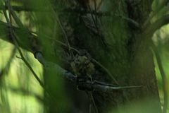 Ficedula mugimaki