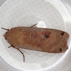 Noctua pronuba