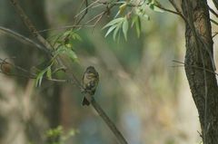 Ficedula mugimaki