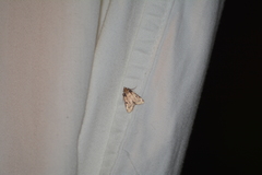 Aglossa costiferalis