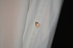 Aglossa costiferalis