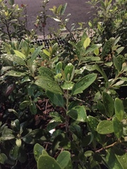 Rhodomyrtus tomentosa