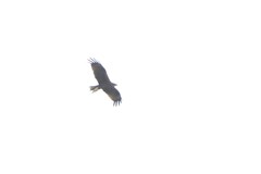 Milvus migrans