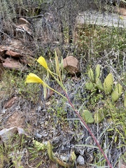 Oenothera longissima