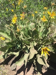Balsamorhiza