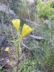 Oenothera longissima