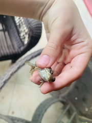 Lithobates clamitans