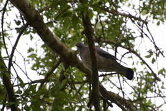 Columba palumbus