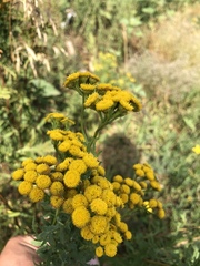 Tanacetum vulgare