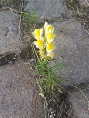 Linaria vulgaris