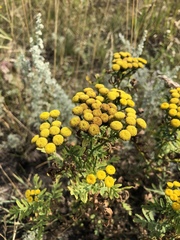 Tanacetum vulgare
