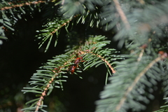 Spilichneumon