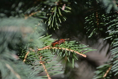 Spilichneumon