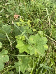 Alchemilla lindbergiana