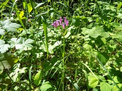 Allium brevistylum