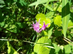 Allium brevistylum