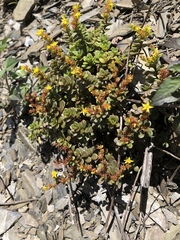 Sedum nokoense