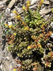 Sedum nokoense