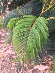 Paraserianthes