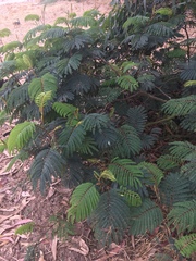Paraserianthes