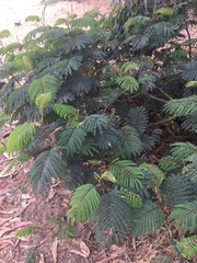 Paraserianthes