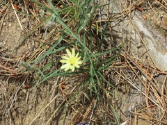 Scorzonera angustifolia