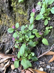 Polygala tatarinowii