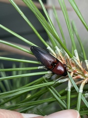 Parallelostethus attenuatus
