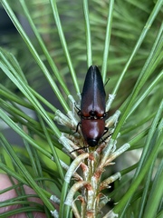Parallelostethus attenuatus
