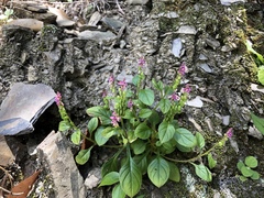 Polygala tatarinowii