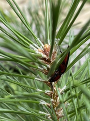 Parallelostethus attenuatus