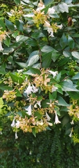 Abelia × grandiflora