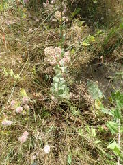 Hylotelephium maximum