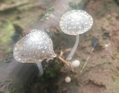 Roridomyces austrororidus