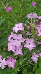 Hoher Stauden-Phlox (Phlox paniculata): Herkunft und Verwendung — Foto 3