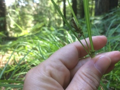 Carex globosa