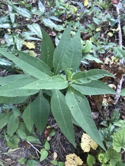 Helianthus resinosus