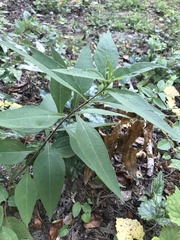 Helianthus resinosus
