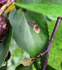 Stigmella sorbi