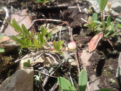 Vaccinium boreale
